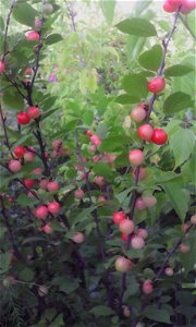 Вишня войлочная (Prunus tomentosa). Созревающие плоды, Россия, г. Челябинск, 08 июля 2017 photo