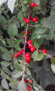 Вишня войлочная (Prunus tomentosa). Зрелые плоды, Россия, г. Челябинск, 08 июля 2017