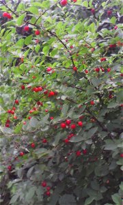 Вишня войлочная (Prunus tomentosa). Плоды разной степени зрелости, Россия, г. Челябинск, 08 июля 2017 photo