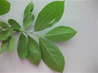 Amelanchier arborea Underside of leafy branch. Collected in Duluth, Georgia in May 2009