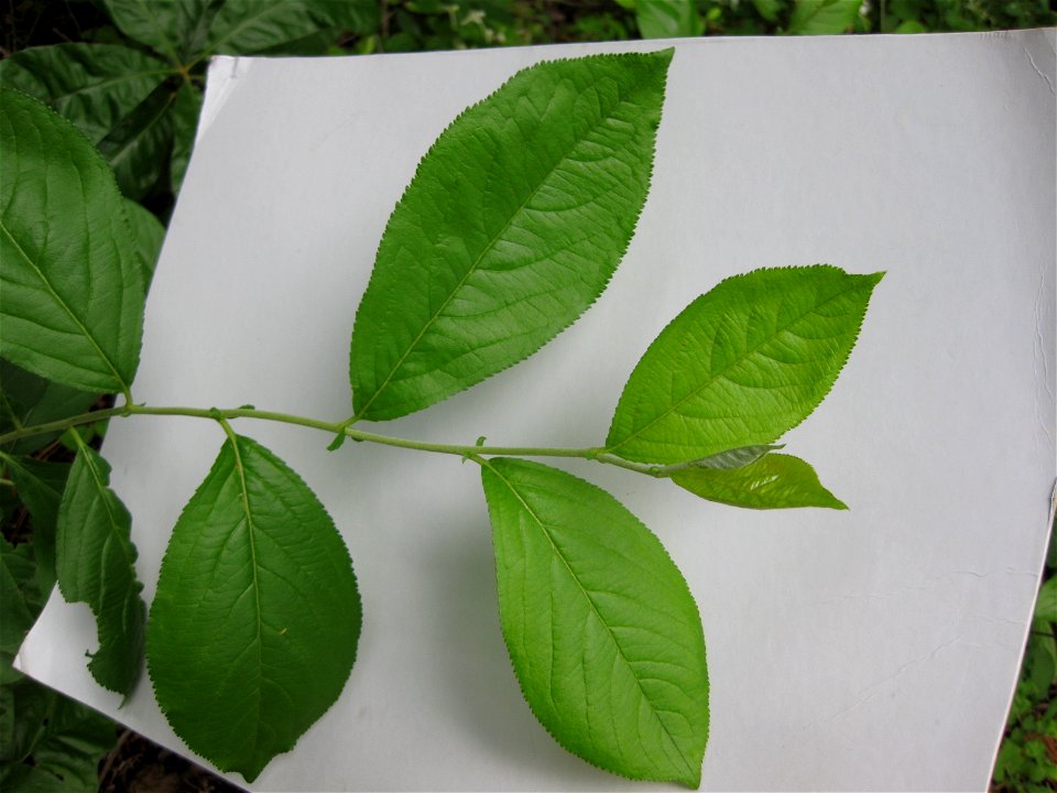 Amelanchier arborea
