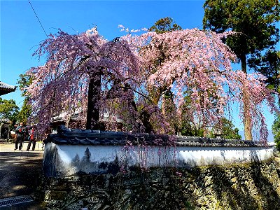 森本院のシダレザクラ 徳島県名西郡石井町