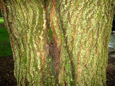 A picture of the bark of Prunus subhirtella.