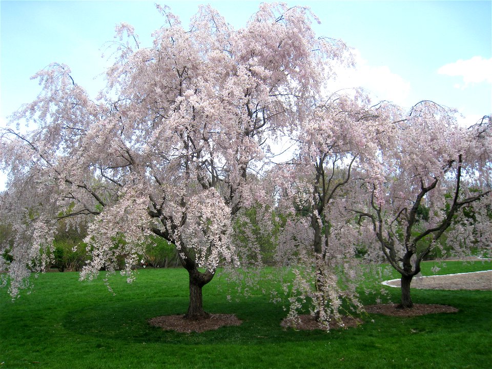 Prunus subhirtella 'Pendula', Arnold Arboretum, Jamaica Plain, Boston, Massachusetts, USA.