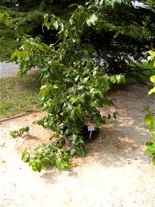 Prunus ilicifolia, Holly-Leafed Cherry