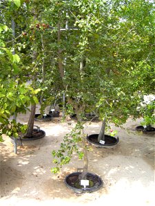Prunus ilicifolia