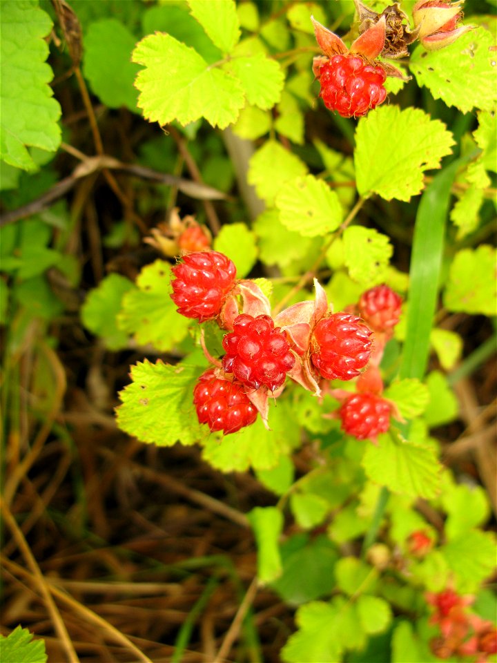 Rubus parvifolius,Aizu area,Fukushima pref.,Japan