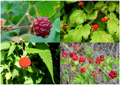 Clockwise from top left: Rubus_deliciosus, Rubus crataegifolius, Rubus parvifolius, Rubus_rosifolius photo