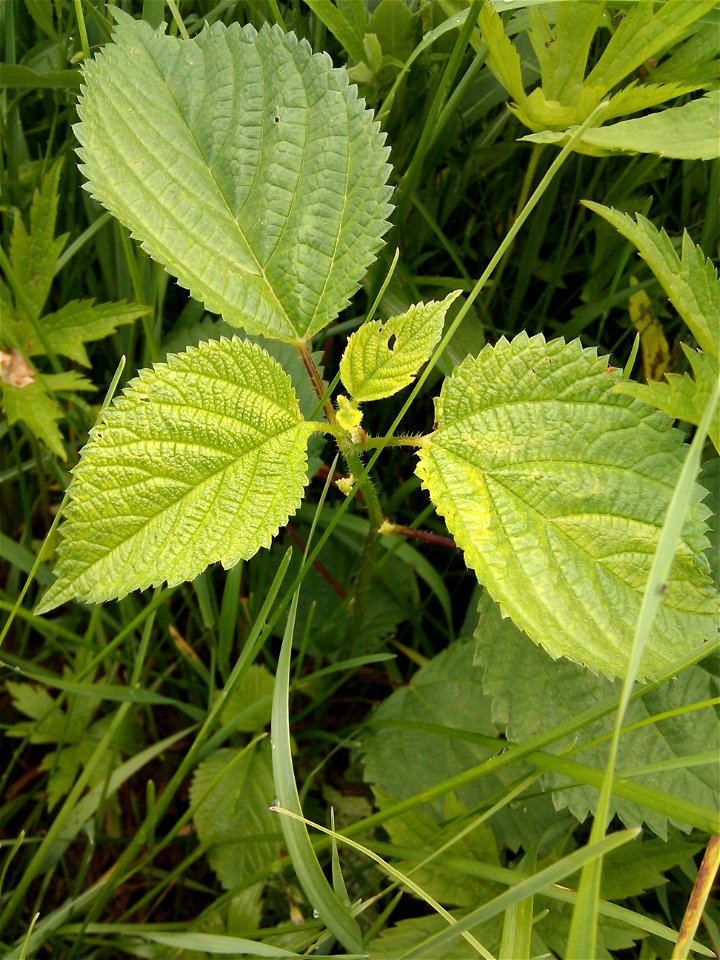 A picture of a Laportea canadensis speciment taken at Bromont.