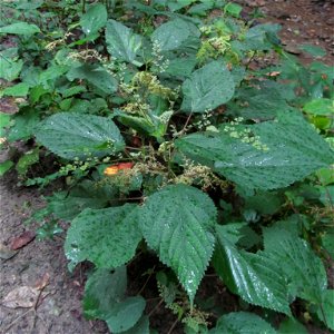 Wood Nettle (Laportea canadensis) blooming in the Kane Woods Nature Area near Pittsburgh