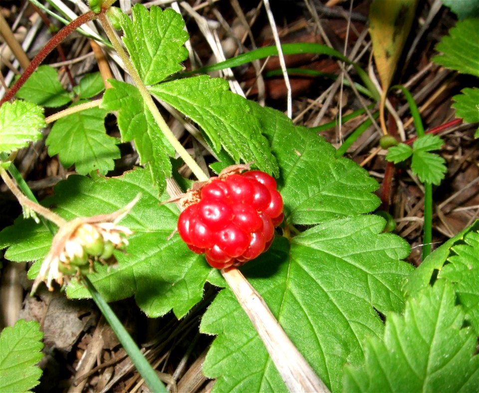 Berry of Rubus arcticus.  Picture taken in Maxmo, Finland.