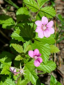 Arctic bramble (Rubus arcticus) in the Maksniemi village of Simo, Finland.