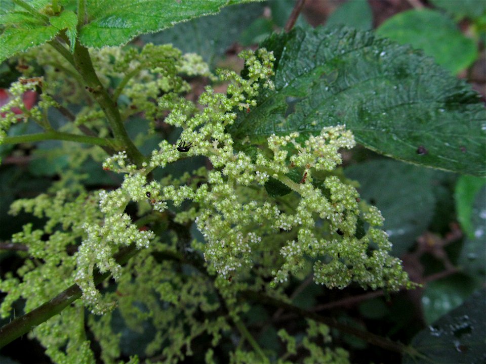 Wood Nettle (Laportea canadensis) blooming in the Kane Woods Nature Area near Pittsburgh