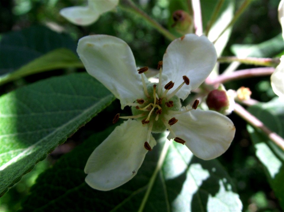 Malus fusca at the UC Botanical Garden, Berkeley, California, USA. Identified by sign.