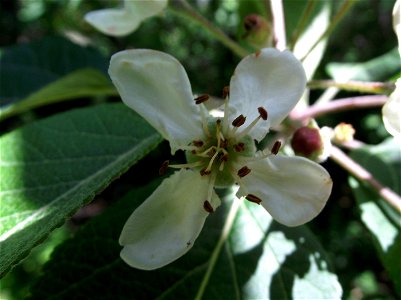 Malus fusca at the UC Botanical Garden, Berkeley, California, USA. Identified by sign.