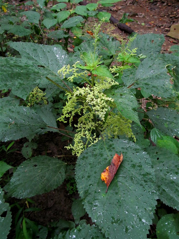 Wood Nettle (Laportea canadensis) blooming in the Kane Woods Nature Area near Pittsburgh