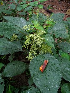 Wood Nettle (Laportea canadensis) blooming in the Kane Woods Nature Area near Pittsburgh