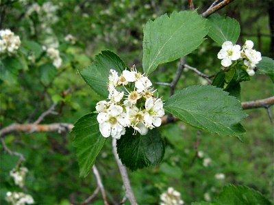 Crataegus douglasii flowers