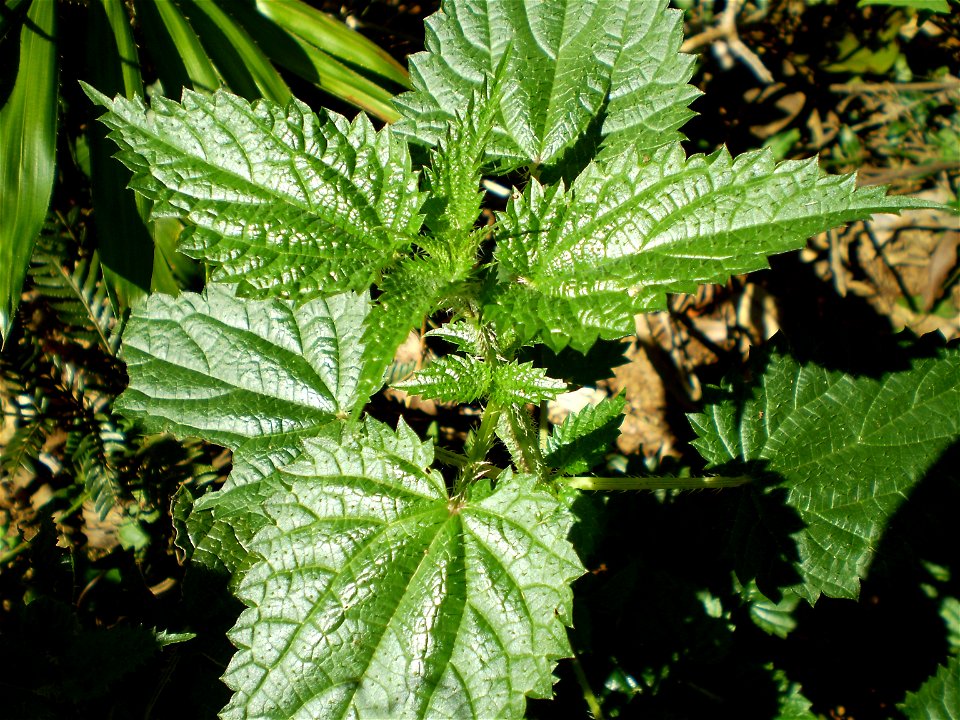 Leaf shoot of Urtica incisa, scrub nettle, Uki, northern New South Wales, Australia.