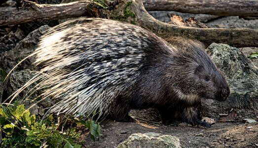 Prickly of course animal world