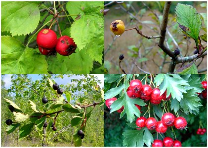 Fruit of four species of Crataegus, clockwise from top left: Crataegus coccinea, C. punctata var. aurea, C, ambigua, C. douglasii photo