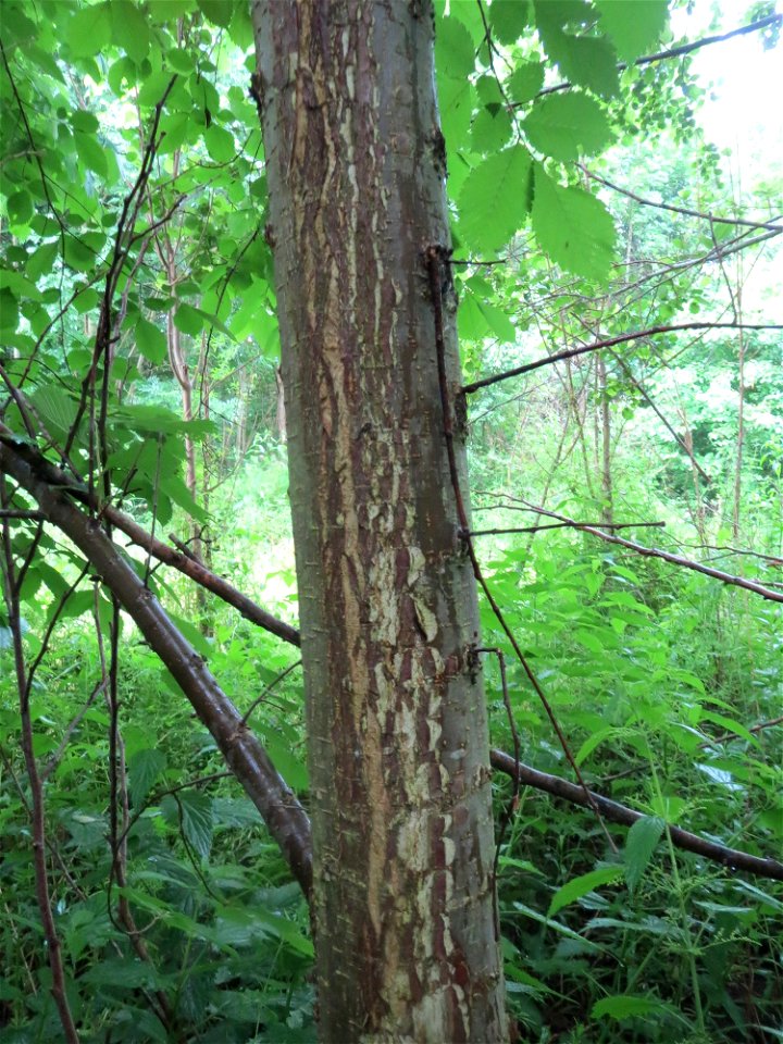 Flatterulme (Ulmus laevis) im Naturschutzgebiet Schwarzes Teich im Landschaftsschutzgebiet Hockenheimer Rheinbogen