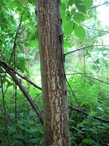Flatterulme (Ulmus laevis) im Naturschutzgebiet Schwarzes Teich im Landschaftsschutzgebiet Hockenheimer Rheinbogen