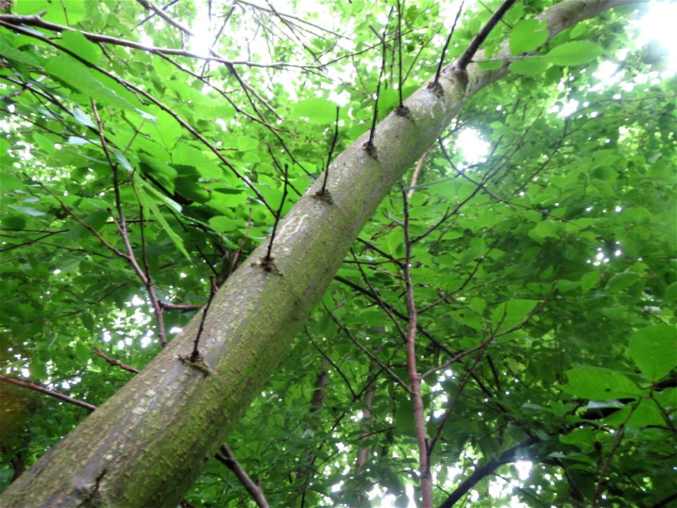 Flatterulme (Ulmus laevis) im Naturschutzgebiet Schwarzes Teich im Landschaftsschutzgebiet Hockenheimer Rheinbogen