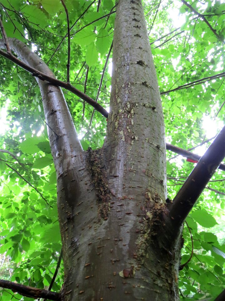 Flatterulme (Ulmus laevis) im Naturschutzgebiet Schwarzes Teich im Landschaftsschutzgebiet Hockenheimer Rheinbogen