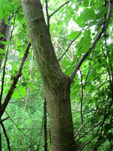 Flatterulme (Ulmus laevis) im Naturschutzgebiet Schwarzes Teich im Landschaftsschutzgebiet Hockenheimer Rheinbogen
