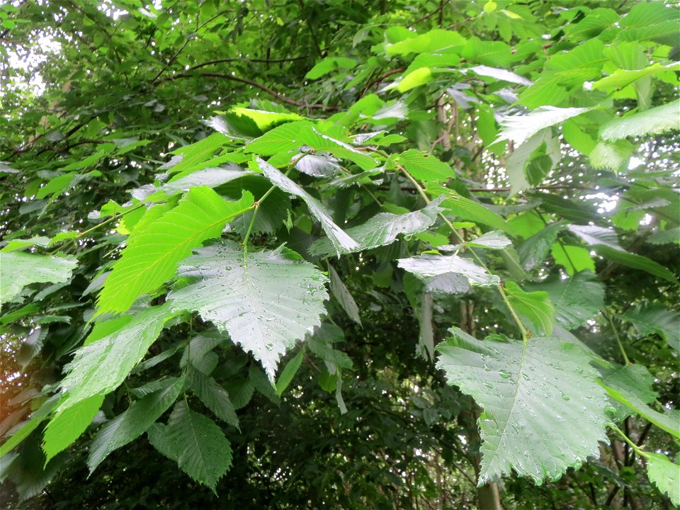 Flatterulme (Ulmus laevis) im Naturschutzgebiet Schwarzes Teich im Landschaftsschutzgebiet Hockenheimer Rheinbogen