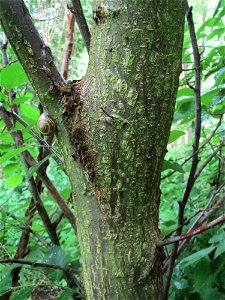 Flatterulme (Ulmus laevis) im Naturschutzgebiet Schwarzes Teich im Landschaftsschutzgebiet Hockenheimer Rheinbogen