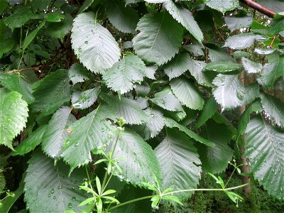 Flatterulme (Ulmus laevis) im Naturschutzgebiet Schwarzes Teich im Landschaftsschutzgebiet Hockenheimer Rheinbogen