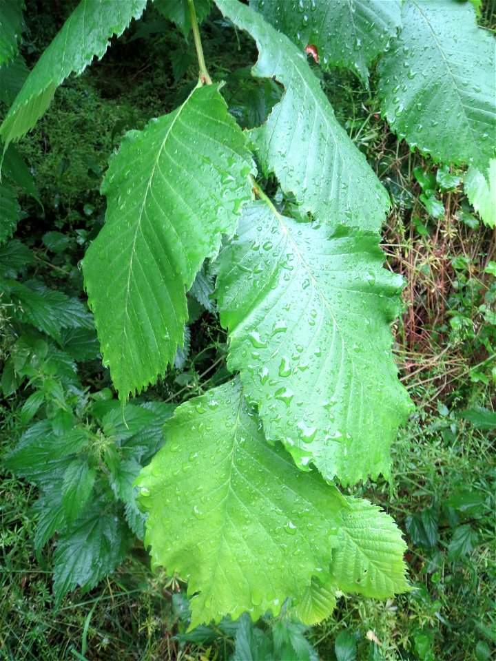 Flatterulme (Ulmus laevis) im Naturschutzgebiet Schwarzes Teich im Landschaftsschutzgebiet Hockenheimer Rheinbogen