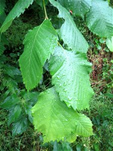 Flatterulme (Ulmus laevis) im Naturschutzgebiet Schwarzes Teich im Landschaftsschutzgebiet Hockenheimer Rheinbogen