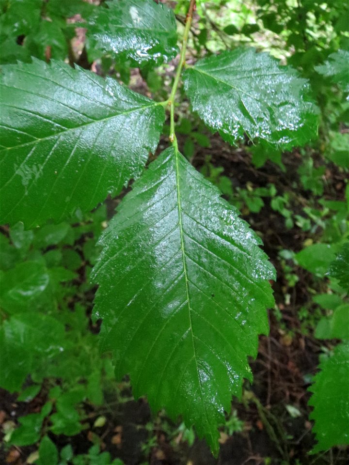 Flatterulme (Ulmus laevis) im Naturschutzgebiet Schwarzes Teich im Landschaftsschutzgebiet Hockenheimer Rheinbogen