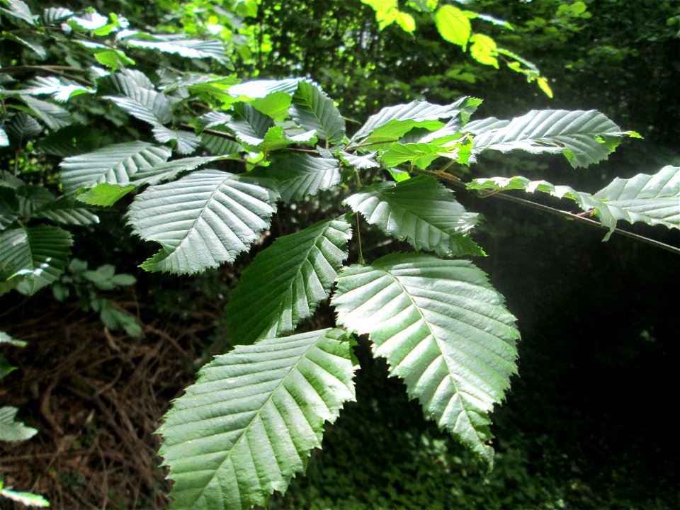 Flatterulme (Ulmus laevis) in Fechingen