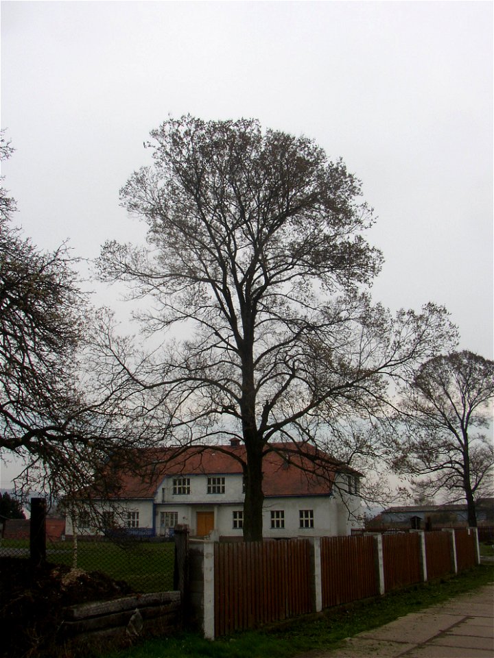 Matoušův jilm ("Matthew's Elm"), protected example of European White Elm (Ulmus laevis) in village of Kounov, Rakovník District, Central Bohemian Region, Czech Republic. Height 25 m, circumferenc