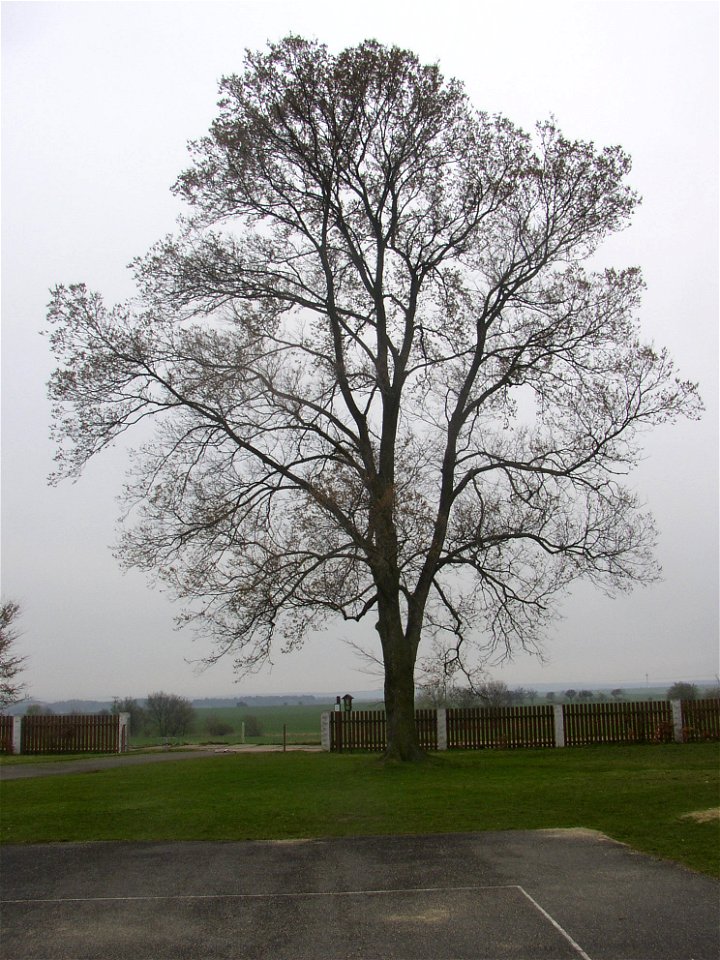 Matoušův jilm ("Matthew's Elm"), protected example of European White Elm (Ulmus laevis) in village of Kounov, Rakovník District, Central Bohemian Region, Czech Republic. Height 25 m, circumferenc
