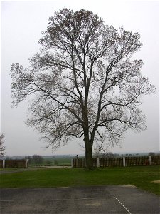 Matoušův jilm ("Matthew's Elm"), protected example of European White Elm (Ulmus laevis) in village of Kounov, Rakovník District, Central Bohemian Region, Czech Republic. Height 25 m, circumferenc