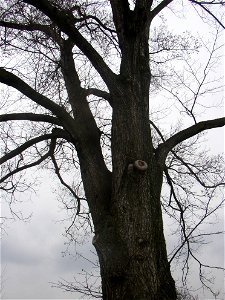 Matoušův jilm ("Matthew's Elm"), protected example of European White Elm (Ulmus laevis) in village of Kounov, Rakovník District, Central Bohemian Region, Czech Republic. Height 25 m, circumferenc photo