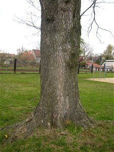 Matoušův jilm ("Matthew's Elm"), protected example of European White Elm (Ulmus laevis) in village of Kounov, Rakovník District, Central Bohemian Region, Czech Republic. Height 25 m, circumferenc