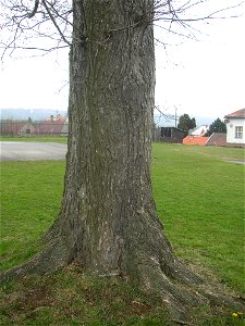 Matoušův jilm ("Matthew's Elm"), protected example of European White Elm (Ulmus laevis) in village of Kounov, Rakovník District, Central Bohemian Region, Czech Republic. Height 25 m, circumferenc