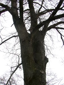 Matoušův jilm ("Matthew's Elm"), protected example of European White Elm (Ulmus laevis) in village of Kounov, Rakovník District, Central Bohemian Region, Czech Republic. Height 25 m, circumferenc photo