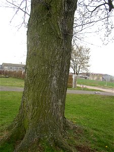 Matoušův jilm ("Matthew's Elm"), protected example of European White Elm (Ulmus laevis) in village of Kounov, Rakovník District, Central Bohemian Region, Czech Republic. Height 25 m, circumferenc photo