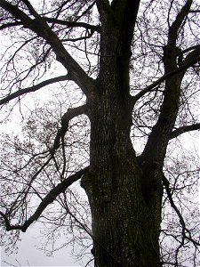 Matoušův jilm ("Matthew's Elm"), protected example of European White Elm (Ulmus laevis) in village of Kounov, Rakovník District, Central Bohemian Region, Czech Republic. Height 25 m, circumferenc photo