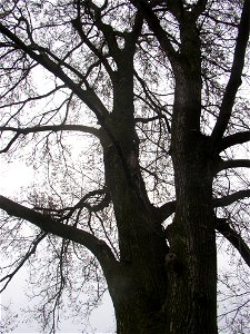 Matoušův jilm ("Matthew's Elm"), protected example of European White Elm (Ulmus laevis) in village of Kounov, Rakovník District, Central Bohemian Region, Czech Republic. Height 25 m, circumferenc photo