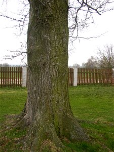 Matoušův jilm ("Matthew's Elm"), protected example of European White Elm (Ulmus laevis) in village of Kounov, Rakovník District, Central Bohemian Region, Czech Republic. Height 25 m, circumferenc