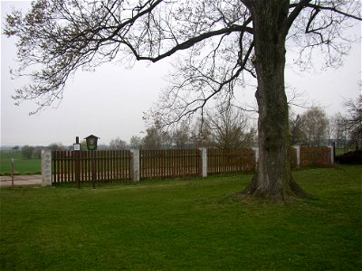 Matoušův jilm ("Matthew's Elm"), protected example of European White Elm (Ulmus laevis) in village of Kounov, Rakovník District, Central Bohemian Region, Czech Republic. Height 25 m, circumferenc