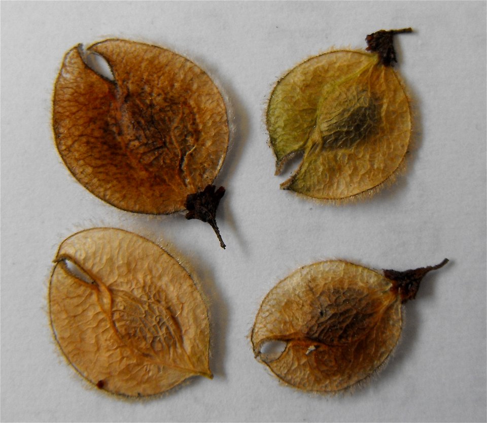 Photogarph of seeds of Ulmus laevis